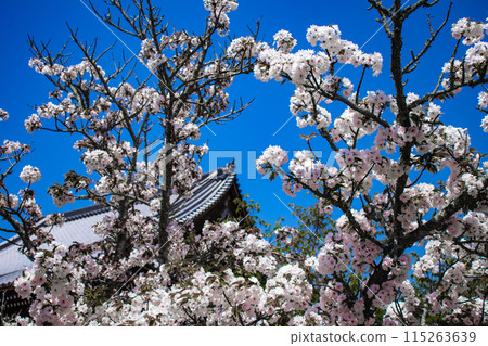 【京都風景】仁和寺、大室櫻花、五層寶塔好搭 【京都風景】仁和寺、大室櫻花、五層寶塔好搭 115263639