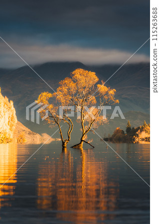 Sunrise glowing on Wanaka tree or Willow tree with autumn forest at Lake Wanaka, New Zealand Sunrise glowing on Wanaka tree or Willow tree with autumn forest at Lake Wanaka, New Zealand 115263688