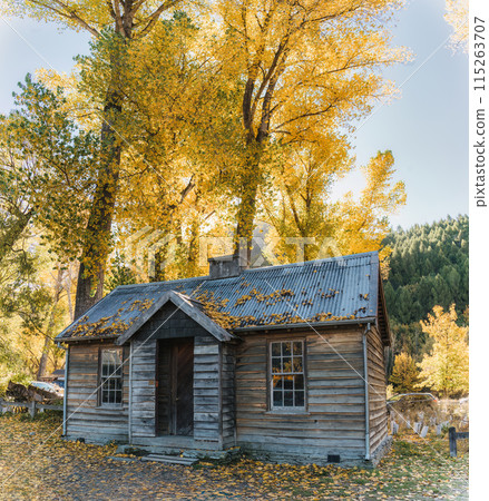 Old wooden hut under the yellow foliage tree during autumn in Arrowtown 115263707