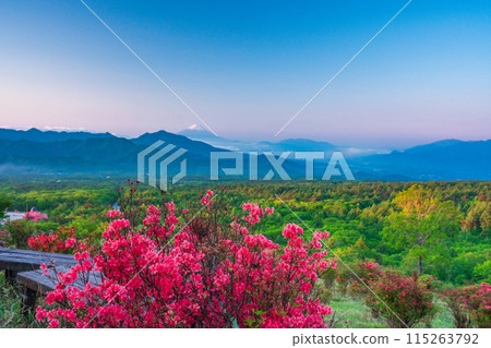 （山梨縣）從清晨杜鵑花盛開的清里美麗森林遠眺富士山 115263792