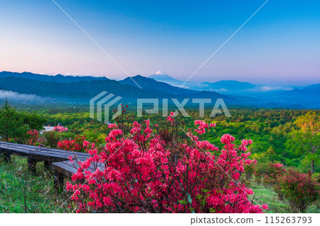 (Yamanashi Prefecture) A distant view of Mt. Fuji from the beautiful forest of Kiyosato where azaleas bloom, early morning 115263793