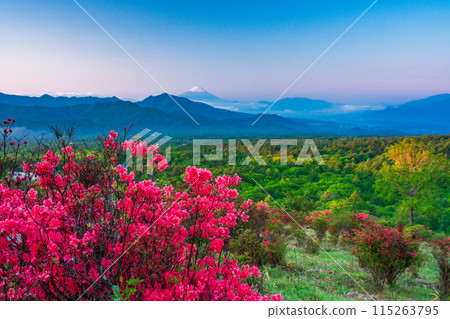(Yamanashi Prefecture) A distant view of Mt. Fuji from the beautiful forest of Kiyosato where azaleas bloom, early morning 115263795