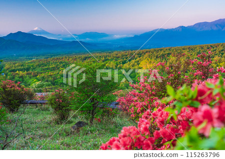 (Yamanashi Prefecture) A distant view of Mt. Fuji from the beautiful forest of Kiyosato where azaleas bloom, early morning 115263796