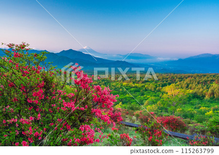 (Yamanashi Prefecture) A distant view of Mt. Fuji from the beautiful forest of Kiyosato where azaleas bloom, early morning 115263799