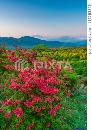 (Yamanashi Prefecture) A distant view of Mt. Fuji from the beautiful forest of Kiyosato where azaleas bloom, early morning (Yamanashi Prefecture) A distant view of Mt. Fuji from the beautiful forest of Kiyosato where azaleas bloom, early morning 115263806