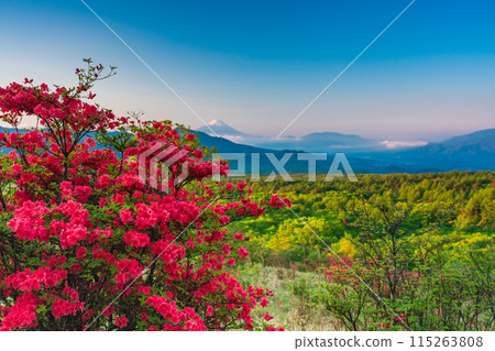 (Yamanashi Prefecture) A distant view of Mt. Fuji from the beautiful forest of Kiyosato where azaleas bloom, early morning 115263808
