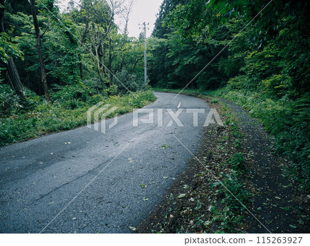 穿過黑暗森林的單車道道路/潮濕道路上的左彎道 115263927