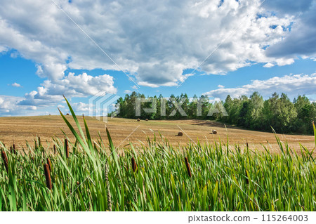 Summer landscape with rural field, forest and clouds. Summer landscape with rural field, forest and clouds. 115264003