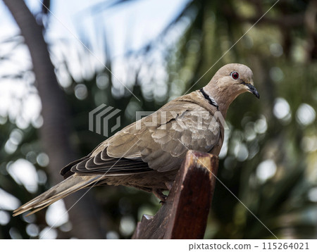 Culver brown color sits on a chair Culver brown color sits on a chair 115264021