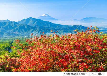 (山梨縣)清晨,從清里美麗的森林中,映照著晨光的杜鵑花和遠處的富士山 (山梨縣)清晨,從清里美麗的森林中,映照著晨光的杜鵑花和遠處的富士山 115264076