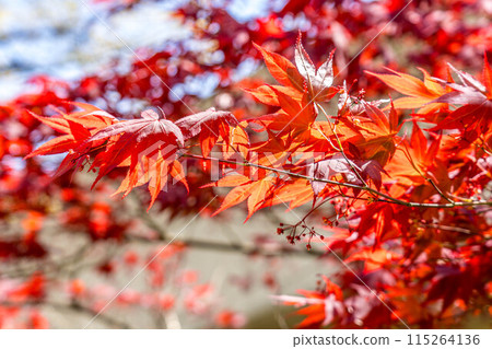 Spring sunshine and autumn leaves - Spring Maple Spring sunshine and autumn leaves - Spring Maple 115264136