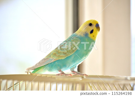 A pet budgerigar sitting on a birdcage A pet budgerigar sitting on a birdcage 115264198
