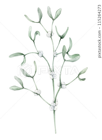Christmas traditional watercolor hanging mistletoe bouquet isolated on white background. Hand painted plant illustration for winter holidays design. New years white berry branch with green leaf. 115264273