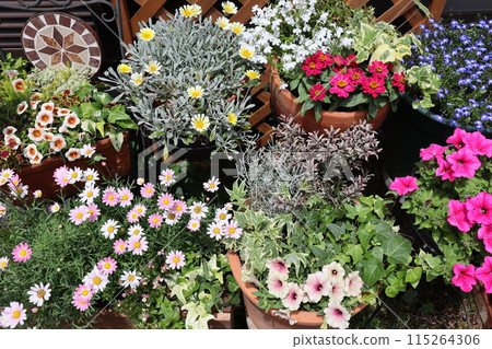 Colorful flowers and pots Colorful flowers and pots 115264306