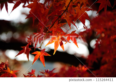 Maple trees changing color in late autumn 115264411