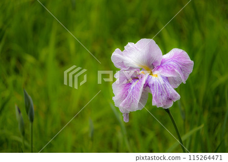 花菖蒲 二見菘部羅馬森林 115264471