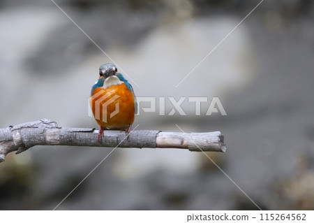 Kingfisher 115264562