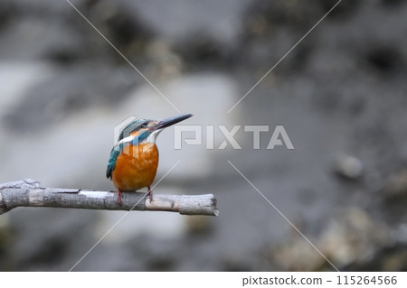 翠鳥 翠鳥 115264566