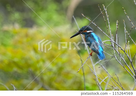 Kingfisher 115264569