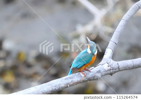 Kingfisher 115264574