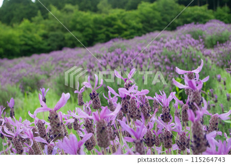 Purple and white lavender blooming in a lavender field in June Purple and white lavender blooming in a lavender field in June 115264743