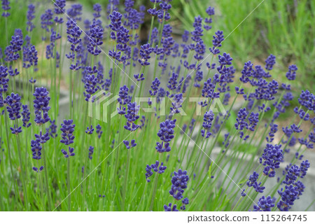 六月的薰衣草田裡盛開著紫色和白色的薰衣草 115264745