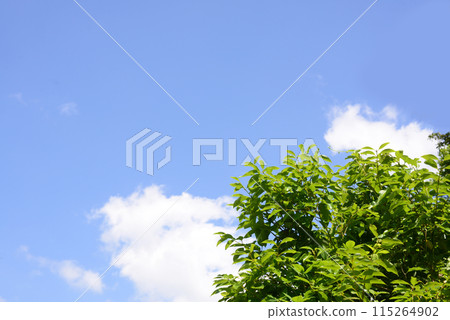 White clouds and fresh greenery in the blue sky 115264902