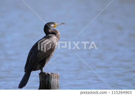 Cormorant 115264903