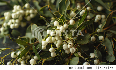 Mistletoe berries clustered on dark foliage. 115265166