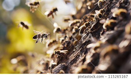 Bees buzzing around a honeycomb. 115265167