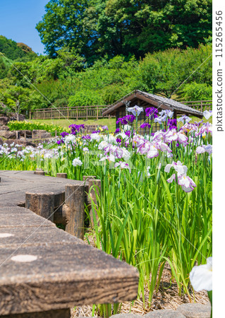 Akatsukayama Park, irises in full bloom (Toyokawa City, Aichi Prefecture) 115265456