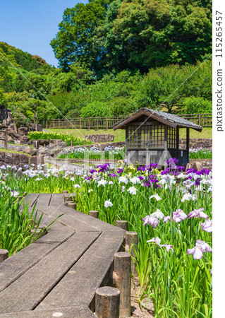 Akatsukayama Park, irises in full bloom (Toyokawa City, Aichi Prefecture) 115265457