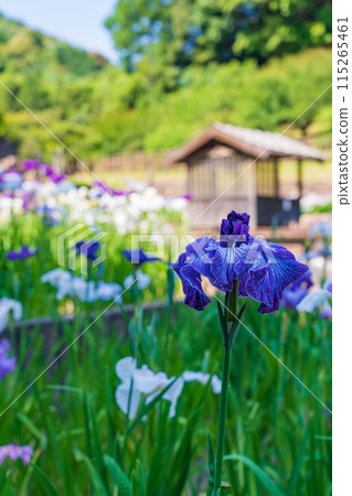 Akatsukayama Park, irises in full bloom (Toyokawa City, Aichi Prefecture) Akatsukayama Park, irises in full bloom (Toyokawa City, Aichi Prefecture) 115265461
