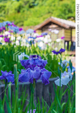 Akatsukayama Park, irises in full bloom (Toyokawa City, Aichi Prefecture) Akatsukayama Park, irises in full bloom (Toyokawa City, Aichi Prefecture) 115265462