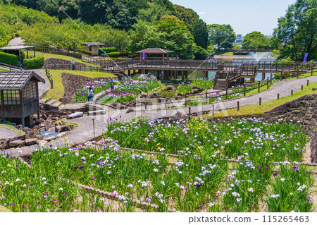 赤塚山公園、菖蒲盛開<愛知縣豐川市> 115265463