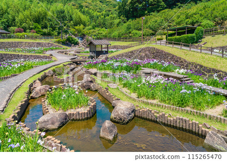 Akatsukayama Park, irises in full bloom (Toyokawa City, Aichi Prefecture) Akatsukayama Park, irises in full bloom (Toyokawa City, Aichi Prefecture) 115265470