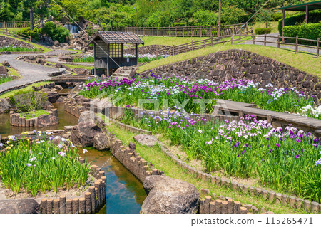 Akatsukayama Park, irises in full bloom (Toyokawa City, Aichi Prefecture) 115265471