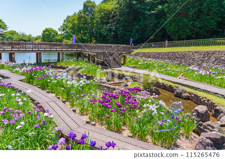 Akatsukayama Park, irises in full bloom (Toyokawa City, Aichi Prefecture) Akatsukayama Park, irises in full bloom (Toyokawa City, Aichi Prefecture) 115265476