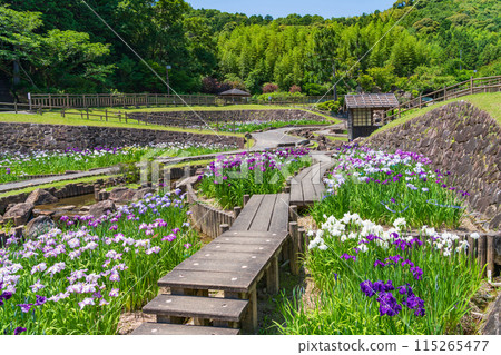 Akatsukayama Park, irises in full bloom (Toyokawa City, Aichi Prefecture) Akatsukayama Park, irises in full bloom (Toyokawa City, Aichi Prefecture) 115265477