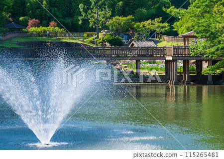 赤塚山公園、菖蒲盛開<愛知縣豐川市> 115265481