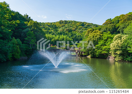 赤塚山公園、菖蒲盛開<愛知縣豐川市> 115265484