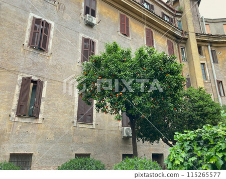 tangerine tree in courtyard house in Garbatella area of Rome 115265577
