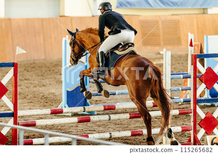 show jumping race horse jumping over obstacles show jumping race horse jumping over obstacles 115265682