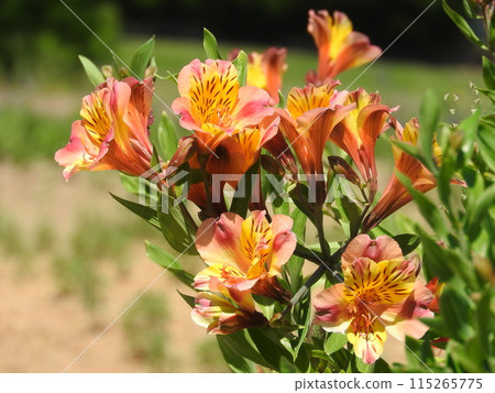 “六出花”常用於花束和插花 “六出花”常用於花束和插花 115265775