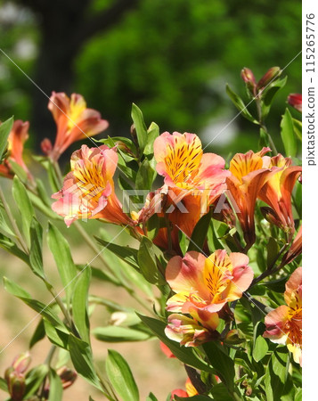 “六出花”常用於花束和插花 “六出花”常用於花束和插花 115265776