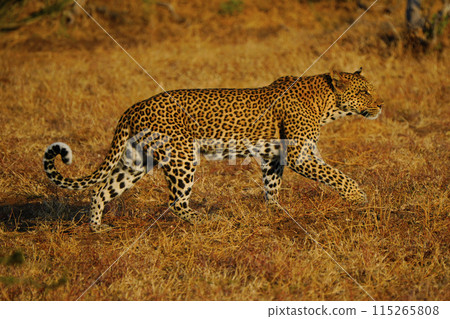 Leopard Leopard 115265808
