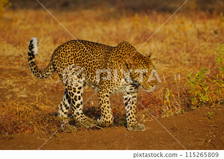 Leopard Leopard 115265809