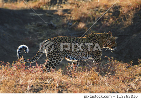 Leopard 115265810