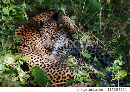 豹子的父母和孩子 115265811