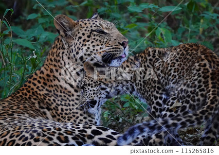 豹子的父母和孩子 115265816